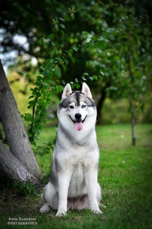 Dog Photo