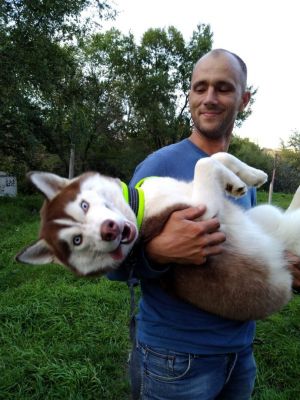 Dog Photo