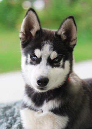 Dog Photo