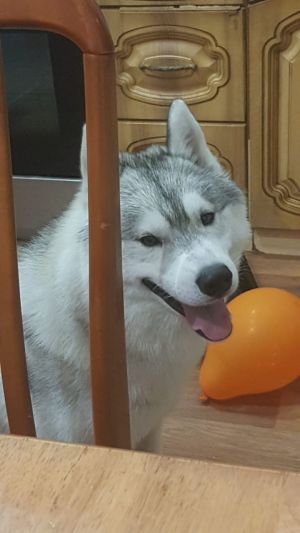 Dog Photo