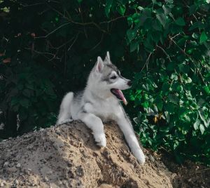 Dog Photo