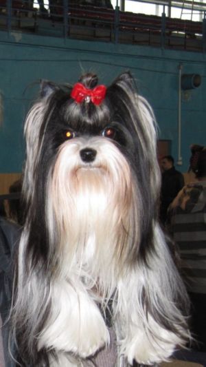 Dog Photo