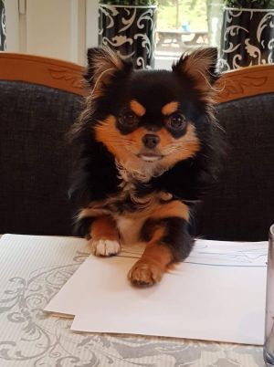 Dog Photo