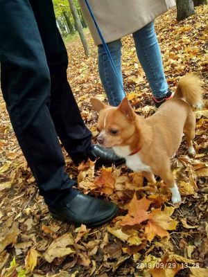 Dog Photo