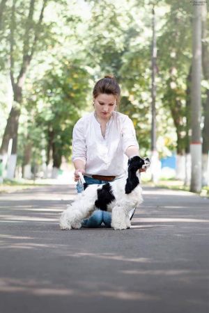 Dog Photo
