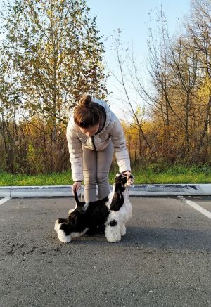 Dog Photo