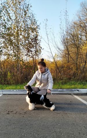 Dog Photo