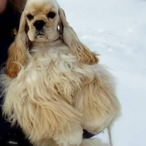 Dog Photo