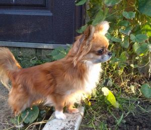Dog Photo