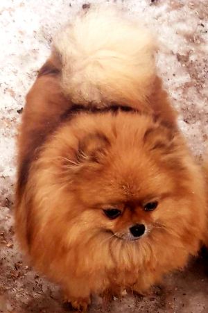 Dog Photo