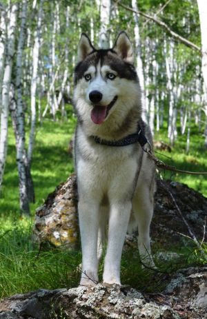 Dog Photo