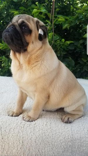 Dog Photo