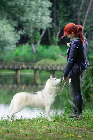 Dog Photo