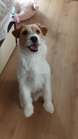 Dog Photo