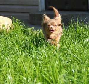 Dog Photo