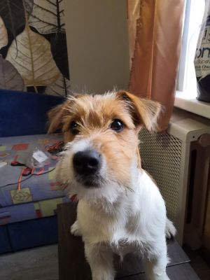 Dog Photo