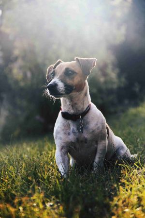 Dog Photo