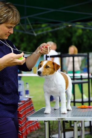 Dog Photo