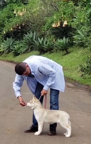 Dog Photo