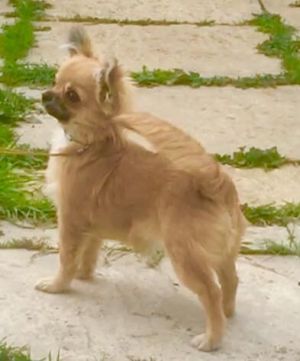 Dog Photo