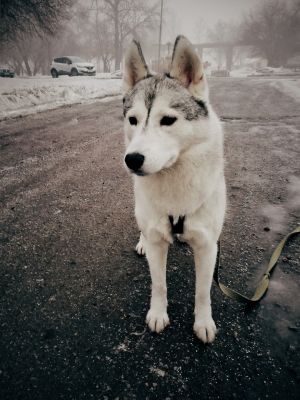 Dog Photo