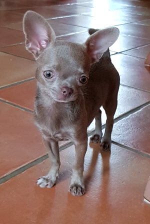 Dog Photo