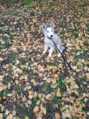 Dog Photo
