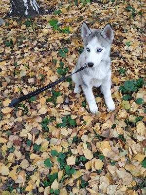 Dog Photo