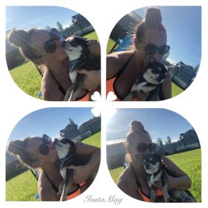 Dog Photo