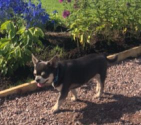 Dog Photo