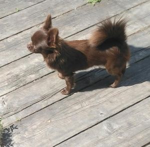 Dog Photo