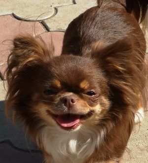 Dog Photo