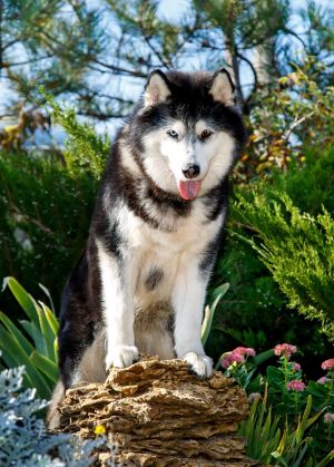 Dog Photo