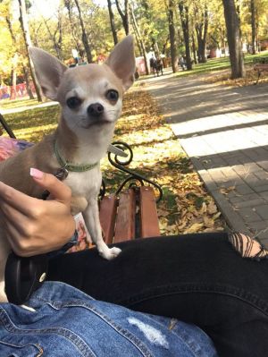 Dog Photo