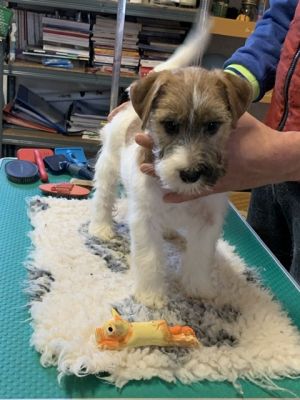 Dog Photo
