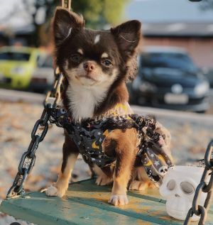 Dog Photo
