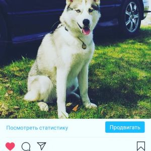 Dog Photo