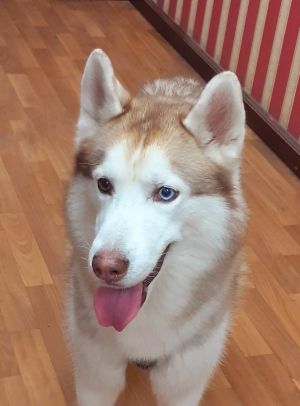 Dog Photo