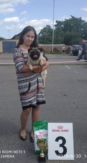 Dog Photo