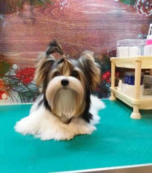 Dog Photo