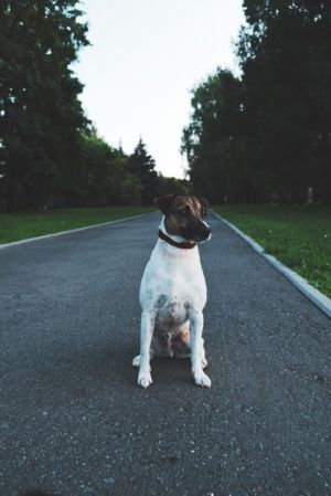 Dog Photo