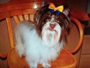 Dog Photo