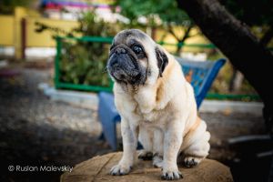 Dog Photo
