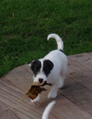 Dog Photo