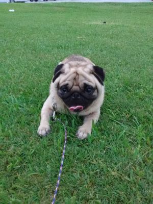 Dog Photo