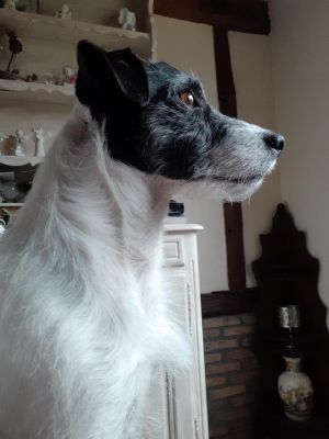 Dog Photo