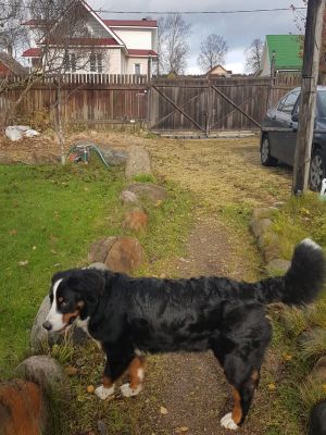 Dog Photo