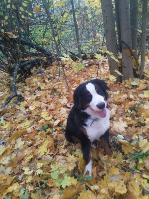 Dog Photo