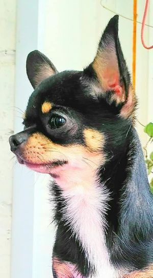 Dog Photo