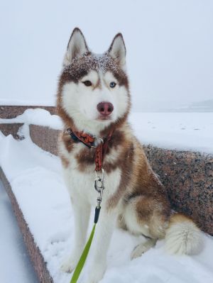 Dog Photo